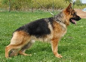 Dorian vom Uhlbachtal